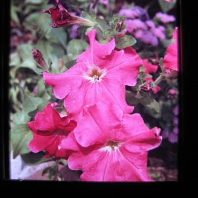 Tray 18 - 8-70 to 6-71